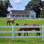 Equine Fence