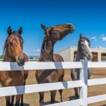 Equine Fence-Equine Vinyl Fence