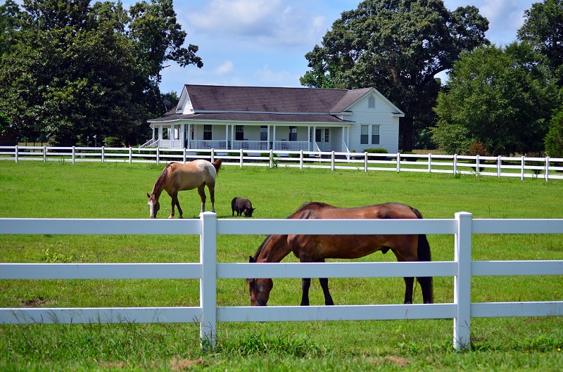 Equine Fence