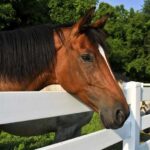 Horse Fence