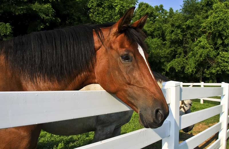 Horse Fence