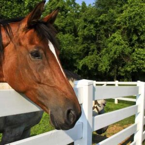 -Vinyl Horse Fence